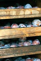 Plums arranged in stacked trays ready to enter drying ovens for turning into prunes.
