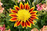Gazania Totonaca 'Suga212'. Treasure flower  Sunbathers Series 