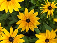 Rudbeckia hirta, Black-eyed Susan, a perennial bearing masses of rich yellow, daisy-like flowers well into autumn.