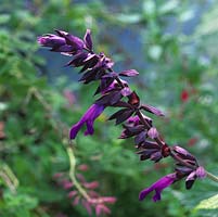 Salvia 'Black Knight' a perennial with branched stems, and from late summer into autumn, spikes of violet blue flowers.