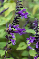 Salvia 'Amistad', sage, flowers from August into autumn