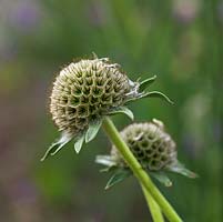 Scabiosa stellata 'Paper Moon', scabious or pincushion flower, has ornamental seedheads that make handsome dried flowers.