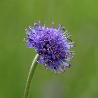 Succisa pratensis - Devil's bit scabious, bears purple or pinkish, dense round flowerheads in summer. Wildflower.