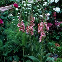 Verbascum 'Helen Johnson' , an evergreen perennial with hairy, greenish grey leaves and spikes of pinkish brown flowers with purple filaments. Flowers in summer.