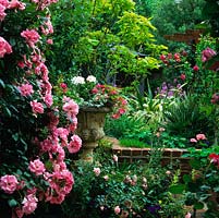 Rosa 'Bantry Bay' - Pink climbing rose scrambles over fence