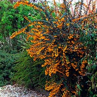 Berberis linearifolia 'Orange King' is an evergreen shrub bearing masses of tiny orange flowers in spring.