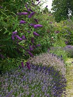 Buddleja and Lavender make a harmonious colour combination in The Lavender Garden, Gloucestershire.