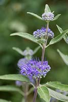 Caryopteris clandonensis 'Thetis', bluebeard, flowers from August into autumn