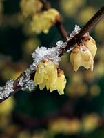 Chimonanthus praecox Luteus, Wintersweet, a deciduous shrub bearing fragrant yellow flowers in winter.