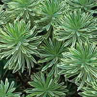 Euphorbia marginata, ghost weed, branching annual with white-margined and veined, whorls of leaves.