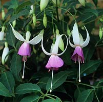 Fuchsia 'Star Wars', a single variety with lilac inner tepals and creamy white outers which curve back.