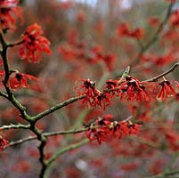 Hamamelis intermedia 'Diane', witch hazel, deciduous shrub with dark red, spidery fragrant flowers, on bare branches in midwinter.