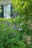 Aquilegias, Saxifraga 'Primuloides' and Clematis 'Nelly Moser' 