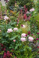 Rosa 'Queen of Sweden' in border with heuchera, peonies, grasses and foxgloves