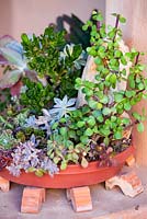 Portulacaria afra, dwarf jade plant in container with other succulents. Suzy Schaefer's garden, Rancho Santa Fe, California, USA