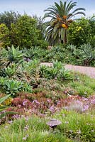 View of Agave attenuata in mixed bed. Suzy Schaefer's garden, Rancho Santa Fe, California, USA. August.