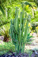 Euphorbia ingens, Candelabra tree. Suzy Schaefer's garden, Rancho Santa Fe, California, USA