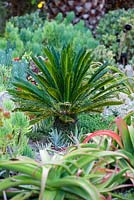Sago Palm and succulents in mixed border at Suzy Schaefer's garden, Rancho Santa Fe, California, USA