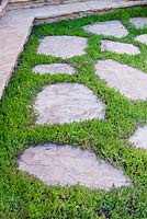 Sedum anglicum growing around paving stones. Suzy Schaefer's garden, Rancho Santa Fe, California, USA