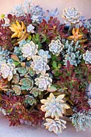 Succulent display. Succulents, August. Suzy Schaefer's garden, Rancho Santa Fe, California, USA