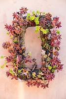 Sedums growing on wall mounted frame. Suzy Schaefer's garden, Rancho Santa Fe, California, USA