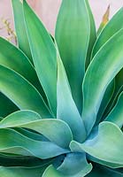 Agave attenuata 'Nova', Lion's tail. August.Suzy Schaefer's garden, Rancho Santa Fe, California, USA