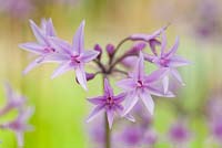 Tulbaghia violacea, Society Garlic. August. Close up plant portrait of delicate pink star shaped flowers.  Suzy Schaefer's garden, Rancho Santa Fe, California, USA