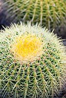 Echinocactus grusonii, Golden Barrel cactus. Cactus, August. Close up plant portrait of cactus. Suzy Schaefer's garden, Rancho Santa Fe, California, USA