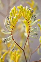 Anigozanthos pulcherrimus, Kangeroo Paw.  Perennial, August. Close up portrait of yellow furry flowers with red stems. Suzy Schaefer's garden, Rancho Santa Fe, California, USA