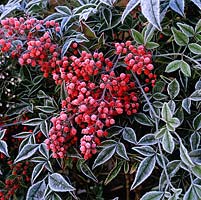 Nandina domestica, heavenly bamboo, an evergreen shrub with bright red berries throughout winter. Frost.