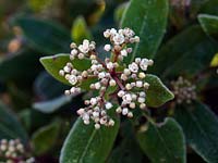 Frosted Viburnum tinus flowerbuds, once opened form tiny star shaped flowers followed by small blue-black fruits.