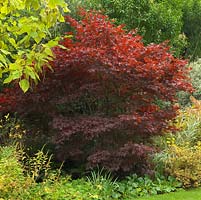 Acer palmatum, Japanese maple, its foliage turning red in autumn.