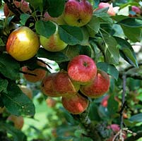 Malus 'Sunset' - Eating apple, a dwarf tree similar to Cox in taste.