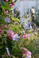 Geranium 'Mrs Kendall Clark' 