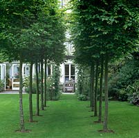 Small avenue created from two lines of box-head pleached hornbeams - Carpinus betulus which add height and structure to a small town garden.