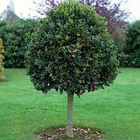 Ilex aquifolium, common holly, with glossy leaves and red berries. Topiarised into neat dome above slender trunk of grey bark.