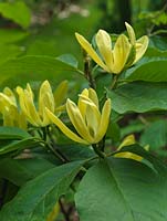 Magnolia Daphne, a small deciduous tree flowering in late spring with rich yellow, upturned flowers.