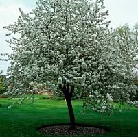 Malus Evereste, crab apple, a deciduous tree with white blossom in spring.