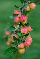 Malus x robusta Red Sentinel, crab apple, bears masses of small red and yellow fruits in autumn.