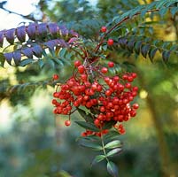 Sorbus Eastern Promise.