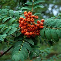 Sorbus Macerensis, a deciduous tree with red berries from late summer.