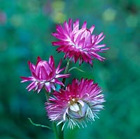 Bracteantha bracteata Silvery Rose, everlasting strawflower, annual with double, silvery pink, papery flowerheads.