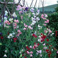Lathyrus odoratus, clamber up wigwam support of rustic branches.