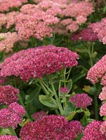 Sedum 'Autumn Joy', syn. Herbstfreude, ice plant, a deciduous perennial which, in autumn, bears flat topped flowerheads with lots of tiny pink flowers