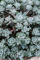 Sedum spathulifolium Purpureum, a mat forming succulent with grey, fleshy foliage