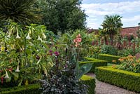 The walled Exotic Garden at Abbeywood features box edged borders planted with Lobelia tupa, Hemerocallis Dahlia, Datura and Canna with Trachycarpus fortunei palms.