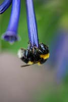 Iochroma cyaneum, Violet Churur, a tender, spreading evergreen shrub with shiny green leaves and drooping clusters of deep violet, long trumpet shaped flowers. Bumble bee clings below feeding on the pollen.