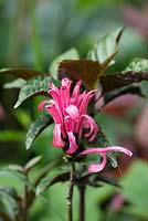 Justicia carnea, Brazilian Plume Flower or Flamingo Flower or Jacobinia, is an evergreen shrub with creamy pink flowers atop each stem.