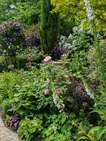 A mature mixed border of roses, foxgloves, clematis, rumex and ornamental alliums.