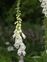 Digitalis purpurea Alba, foxglove, a stately herbaceous perennial, self-seeding, with tall spikes of flowers from spring.